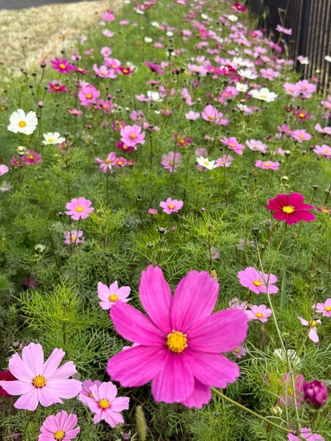 IMG_0918.jpeg