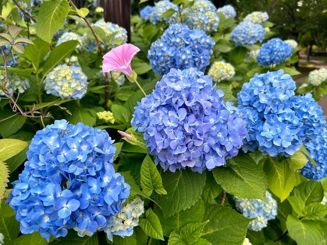 IMG_2266.jpeg