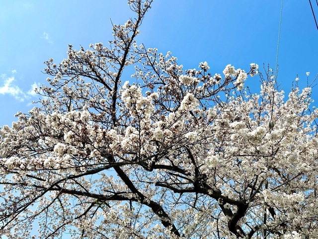 IMG_6686.jpeg