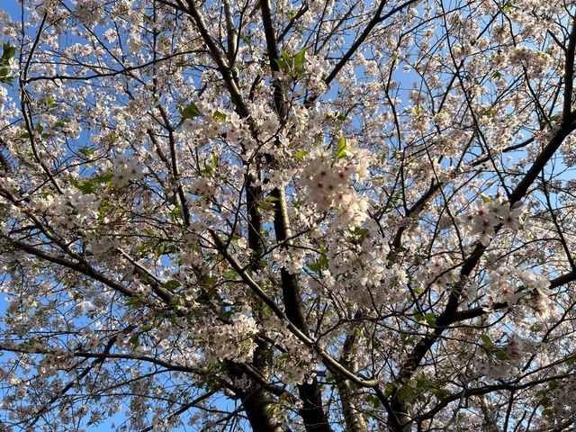IMG_6892.jpeg