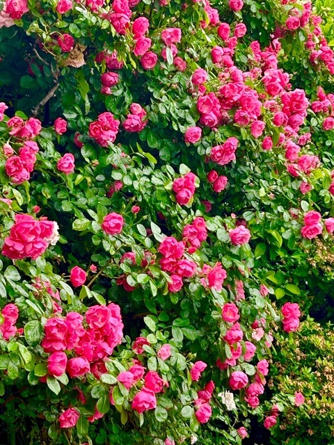 IMG_7423.jpeg