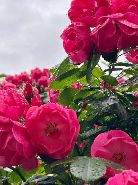 IMG_7428.jpeg