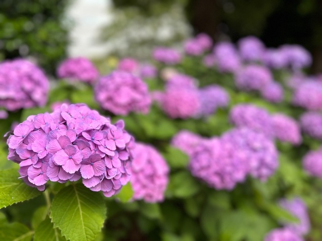 IMG_8175.jpeg